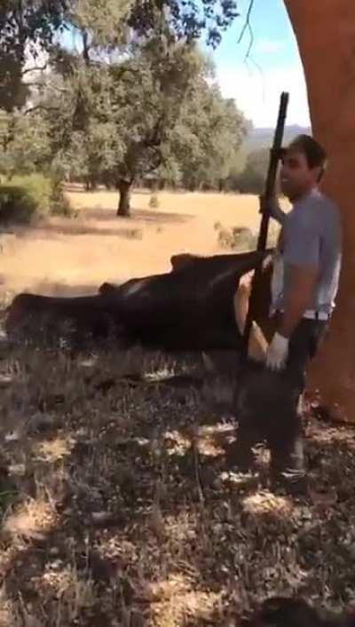 The opening of cork oak trees