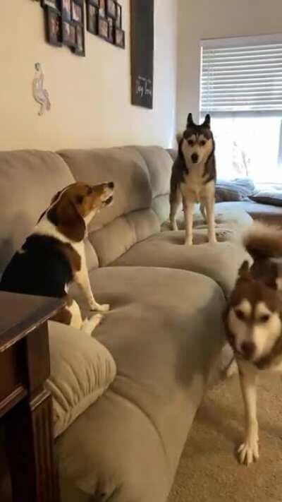My husky’s just wanted to play with their sister but she wasn’t having it (Excuse the ripped couch it’s life with three dogs)