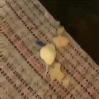 Silencio vadia! Mufinha estar a cozinhar🥱🥱