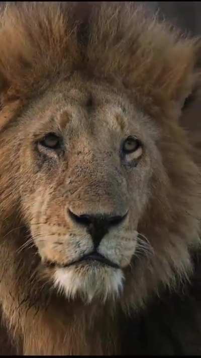 Oloibor the king of BlackRock pride