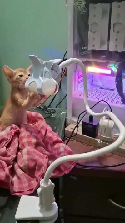 Котозаправка.