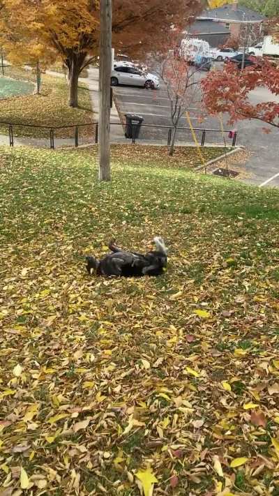 Why are they like this? Wrong answers only.