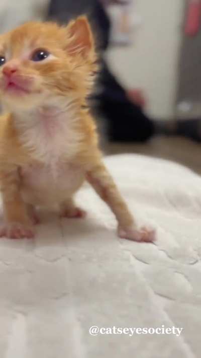 Smol and full of soup