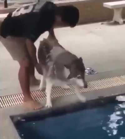 A huskie's first swim. Was scared initially but ended up enjoying it