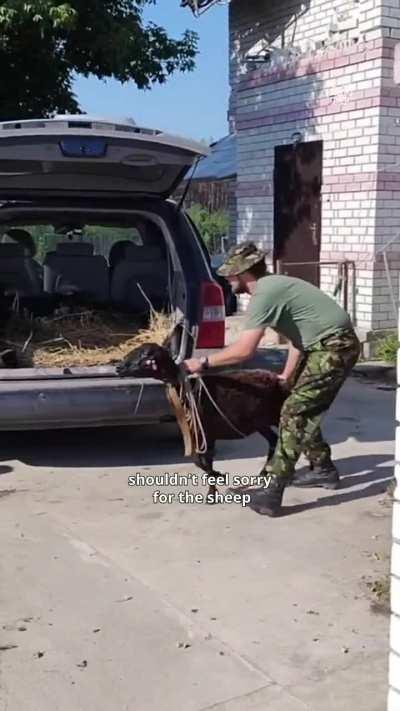 500 sheep died when russians destroyed a farm in the Donetsk region. Among the dead sheep in a pit, serviceman Maxim found one barely alive and cared for it. Miraculously, she survived and gave birth to a healthy lamb. UAnimals evacuated the animals, and 