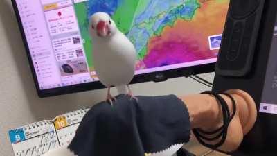 A cute jumping birb.