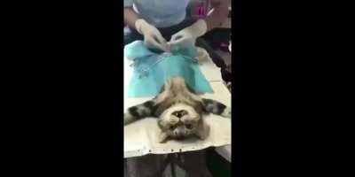 🐟🐟是如何变成太监的