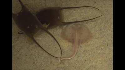 A skate pops out of a mermaid's purse - this species is called 
