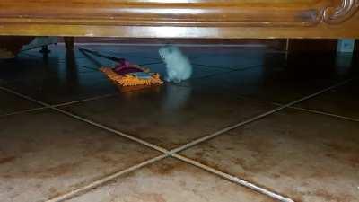 Legends say that a monster hides under the bed...