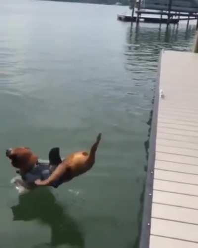 Behold the majesty of the shark...only slightly broken.