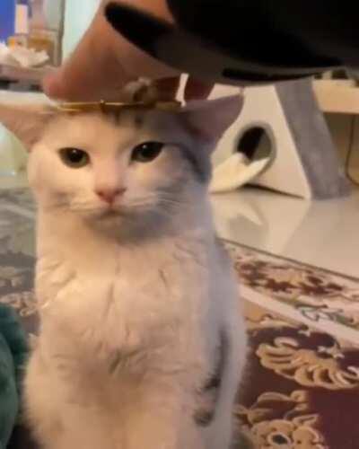 Her highness accepts the crown