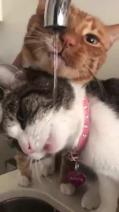 Hey, I'm more thirsty.