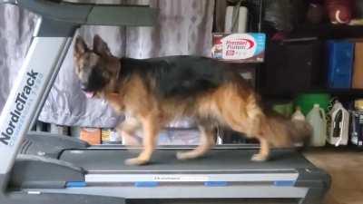 I have the dorkiest dog. As soon as I jump off my treadmill, she demands to jump on (she used to jump on while I was still on, that was troublesome) now she runs 2 miles after I am done. It doesnt matter how much we go out to run or play, she still loves 