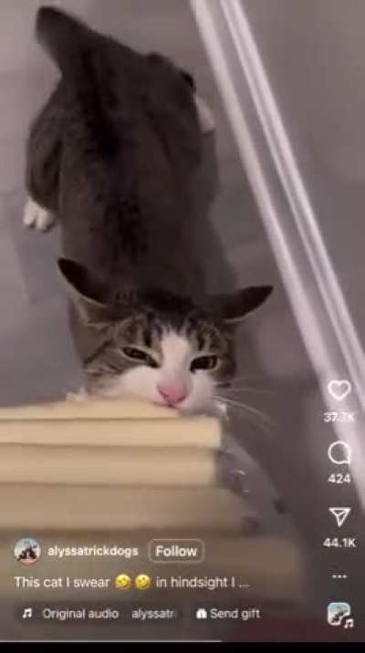 My cheese, MINE! Get lost, human.