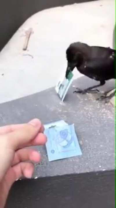 Good trade birdy
