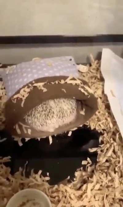 Hedgehog not ready for Monday