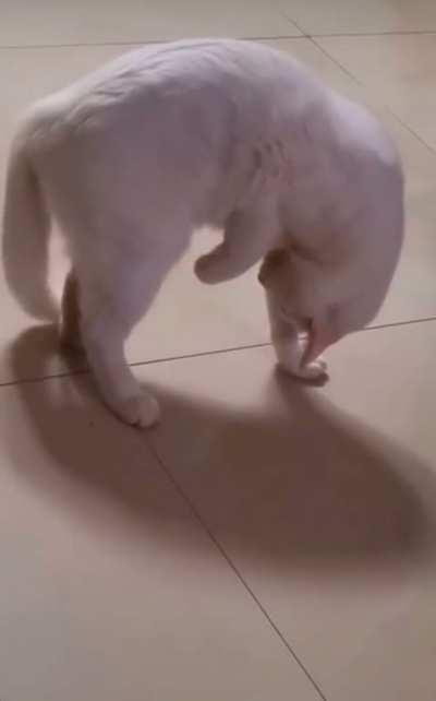 Catculating A Plan To Surprise His Own Tail