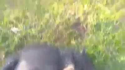 Le dio mal del puerco al puerco