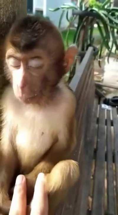 Naught little precious