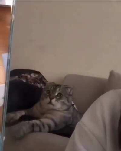 Life goals for a house cat