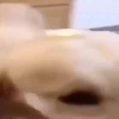 BUTTER DOG, THE DOG WITH THE BUTTER, BUTTER DOG!!