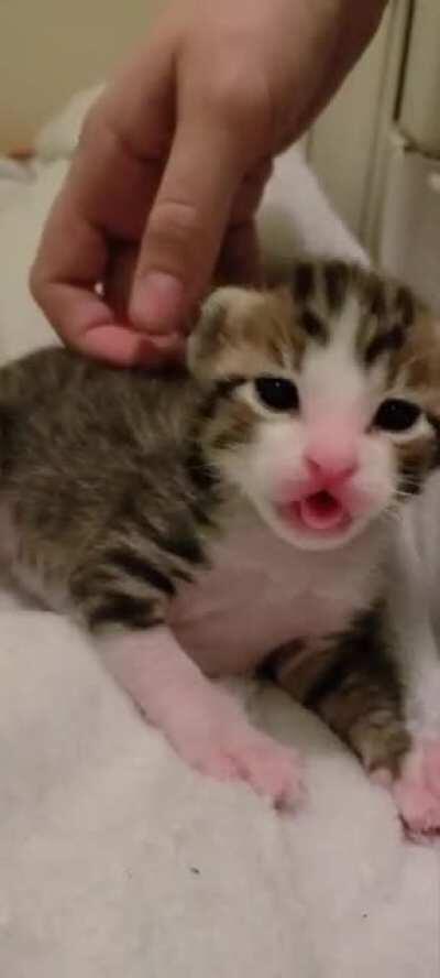 Temporarily stuck in blep mode