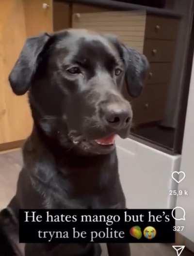 doggo hates mangos but tries his best