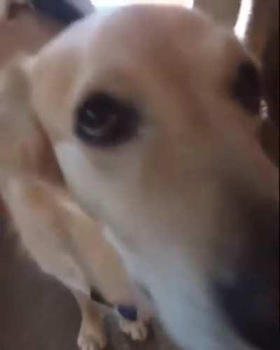 lil loaf enjoy him forv