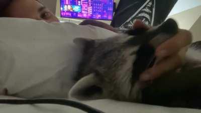 Harley loves her some scritches 🦝