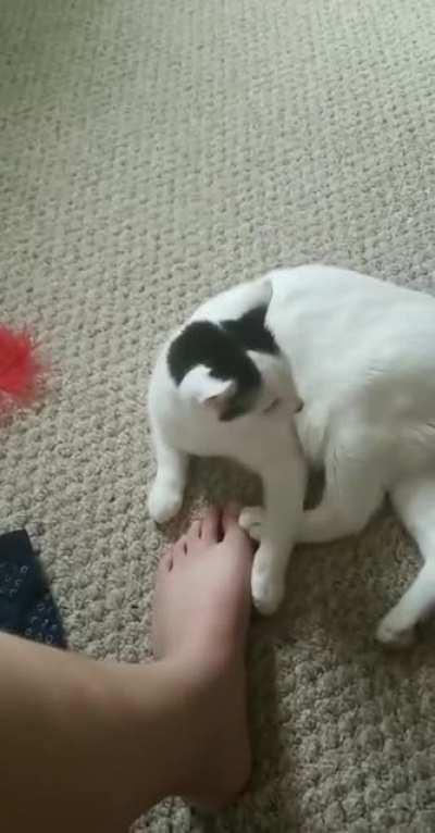Cat bites foot and dies