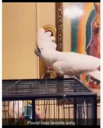 this bird just found its jam