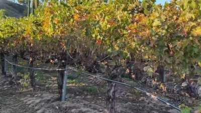 Inserting my plug and flashing at a winery.