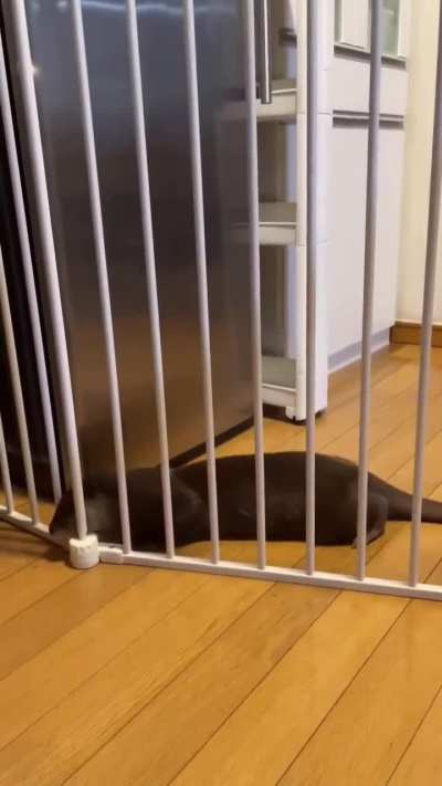 Otter jail! 🦦❤️