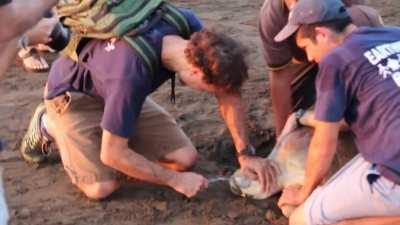Man shoves straw into turtle's nose