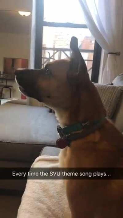 Dog I watch does this every time we watch Law & Order....