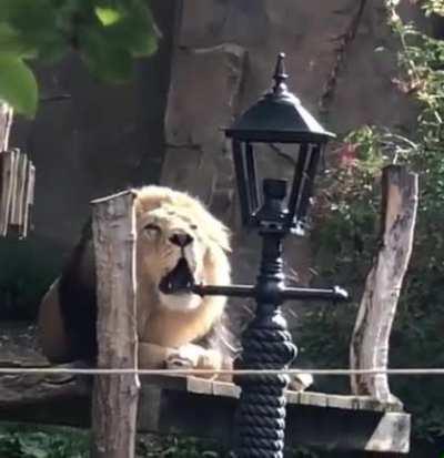 A lion and a man challenge each other for a roaring contest