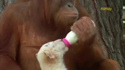 Orangutan being loving, gentle and nurturing to juvenile tigers