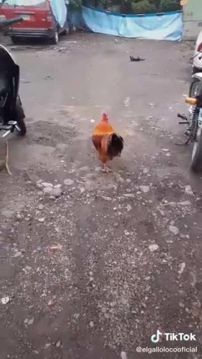 Gallo loco🐦👿