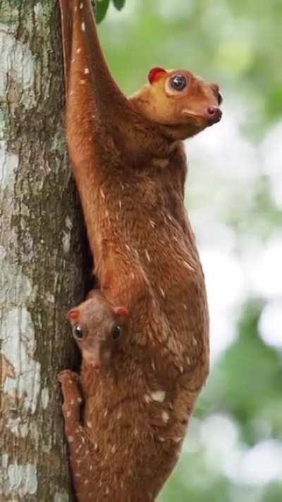Colugos are the most adept of all gliding mammals, capable of traveling over 300 feet in a single leap. The female's gliding membrane also doubles as a built-in hammock where her baby will reside for the first 6 months of it's life.