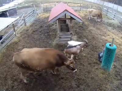 Cow & goat convened to cheer up their human, who seemed to have a rough day.
