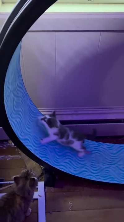 Cloudy teaching himself the cat wheel