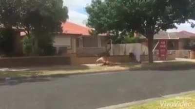 I am going to shitpost daily because I am incredibly bored (#1)