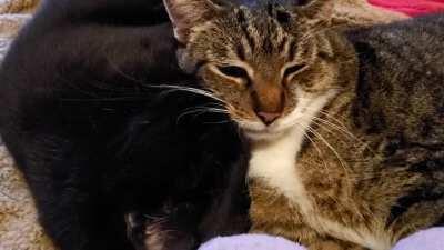 Purring Babcat and sleeping Nicky!