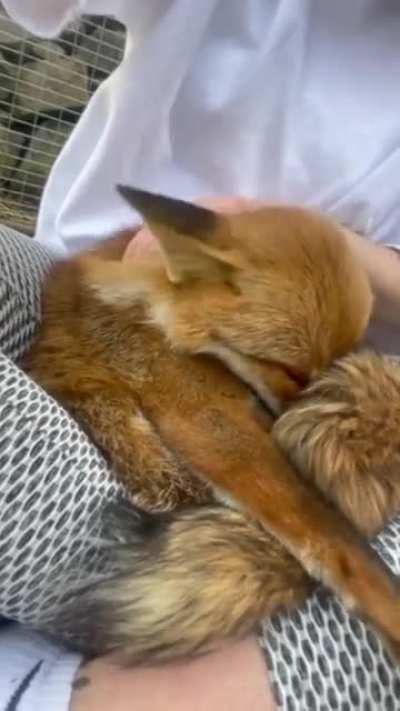 She's best friend fox // K i K i >>the happiest Fox<<