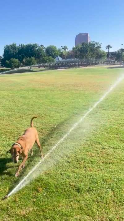 Sprinkler Inspector