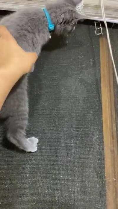 Since you guys liked Kyle so much, here’s his sister climbing the screen on the window