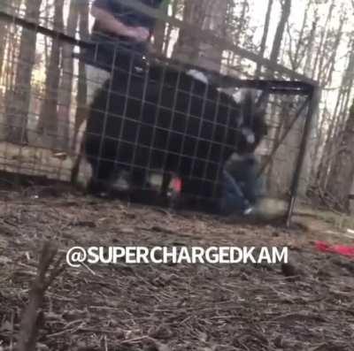 Never Fuck with an angry Boar 🐗