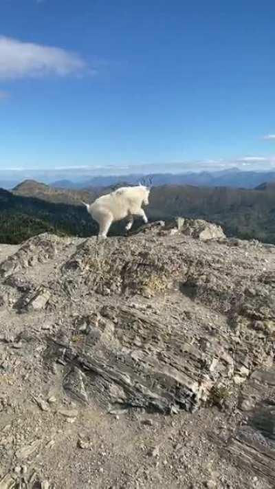 Mountain goat near the peak of Mt. Aeneas