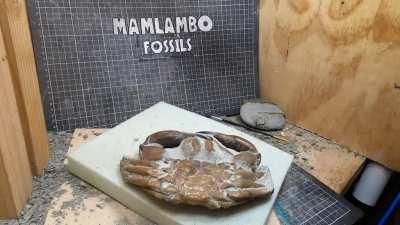 Доводилось ли вам находить ископаемое?