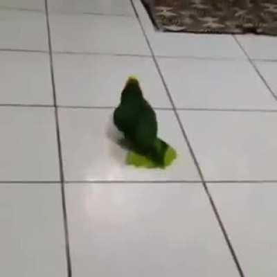 GrEeN dEmOn PoSsEsSeD bIrD cOrNeRs ItS pReY aNd LaUgHs At ItS dEsPaIr